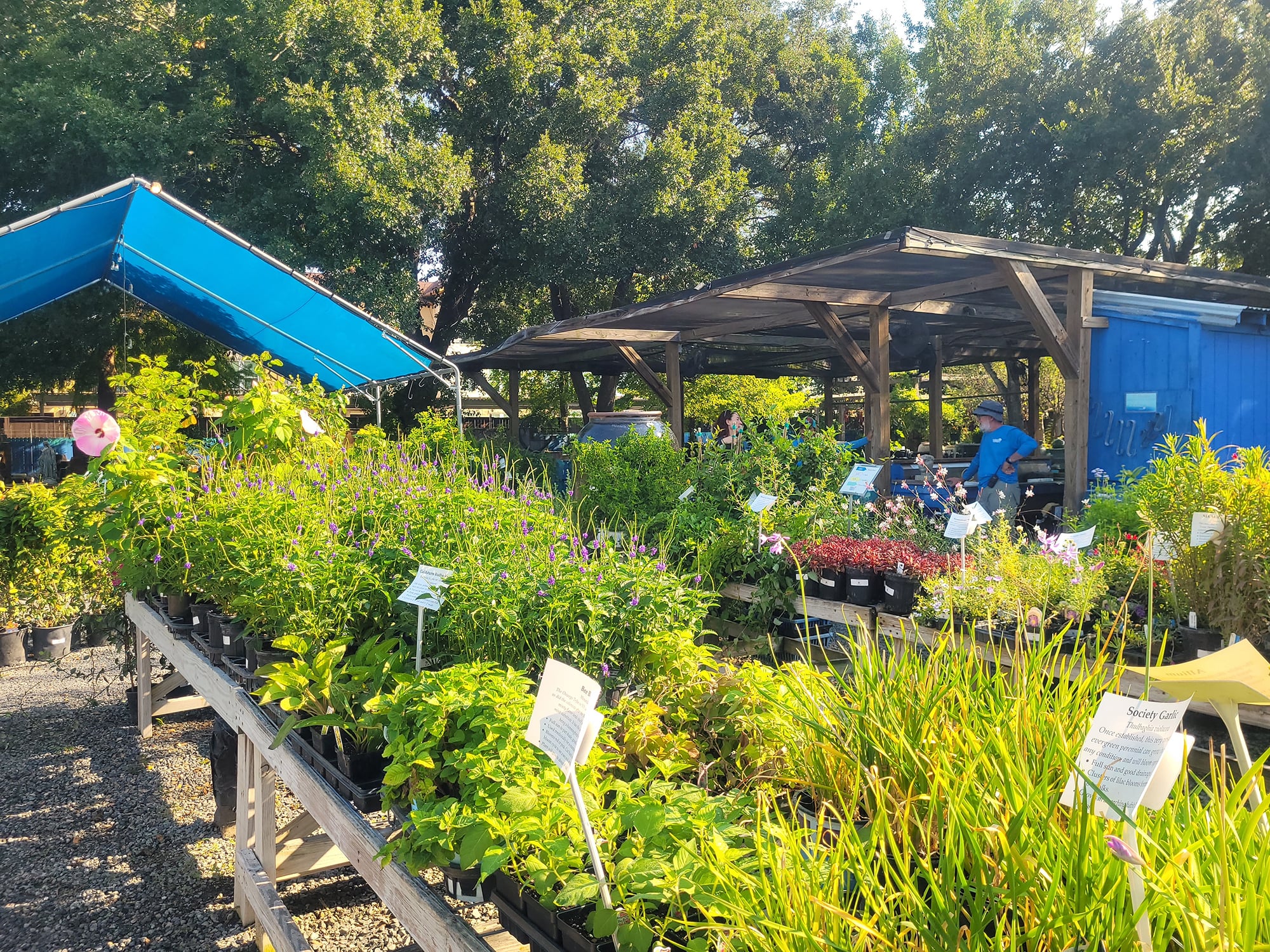 Nelson Water Gardens & Nursery