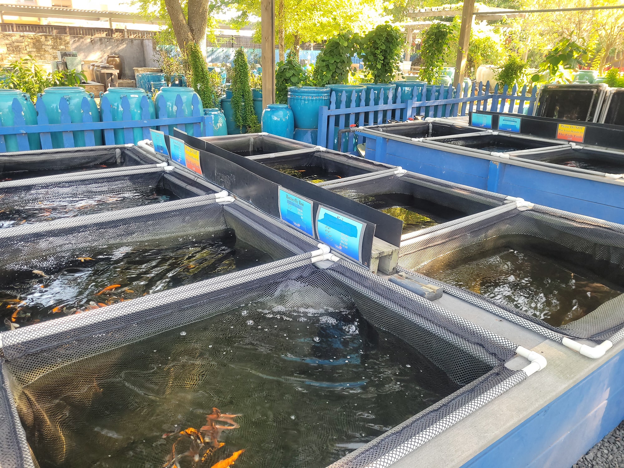 Nelson Water Gardens & Nursery koi fish ponds