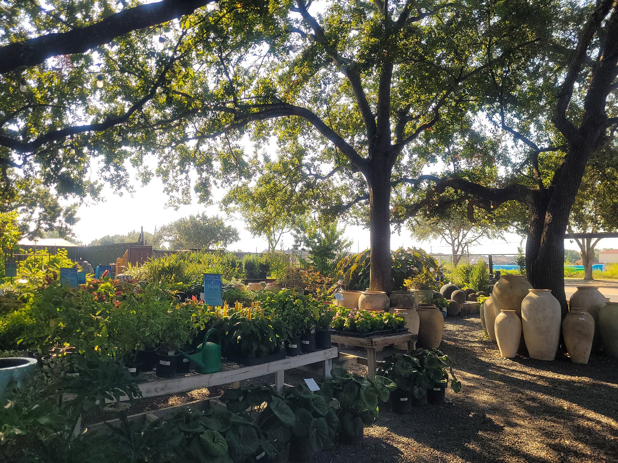 Nelson Water Gardens & Nursery outdoor plants