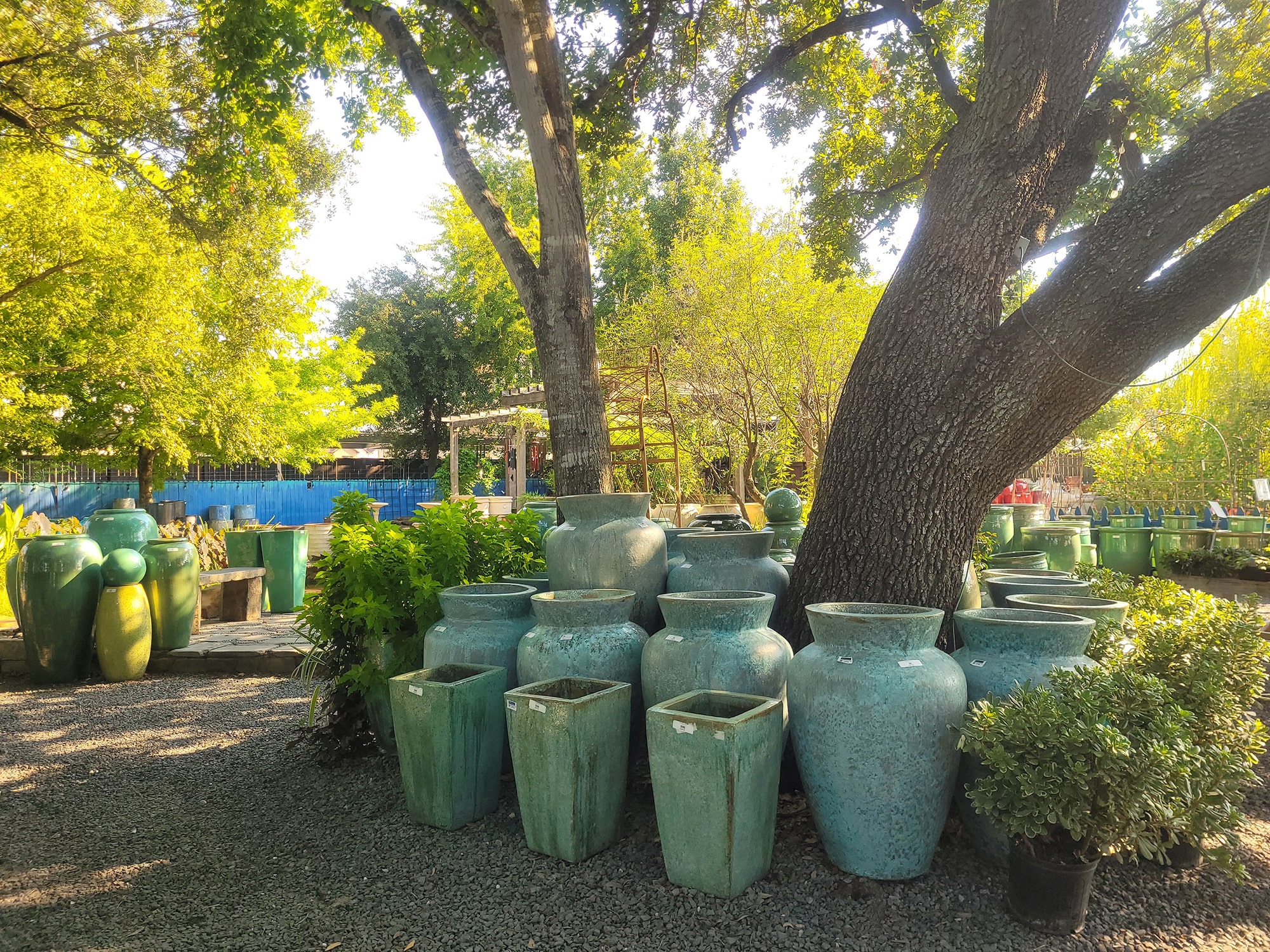 Nelson Water Gardens & Nursery large pots